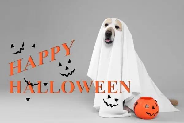 Happy Halloween from The Z Mortgage Team at Vintage Lending